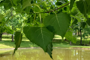 Eastern Cottonwood Leaves